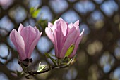 MAGNOLIA FLOWERS AGAINST GARDEN TRELLIS