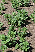 BROAD BEANS PLANTED TO FEED BORDER SOIL