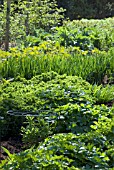 HERBACEOUS BORDER IN SPRING