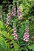 DIGITALIS X MERTONENSIS