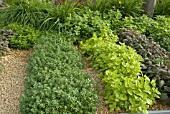 ROWS OF HERBS