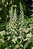 DIGITALIS FERRUGNEA WITH LUZULA NIVEA