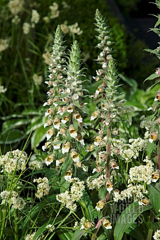 DIGITALIS_FERRUGNEA_WITH_LUZULA_NIVEA