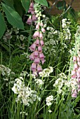 DIGITALIS AND SEDGE