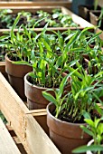 YOUNG SWEET CORN PLANTS