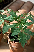 TOMATO PLANT GROWING IN GREENHOUSE