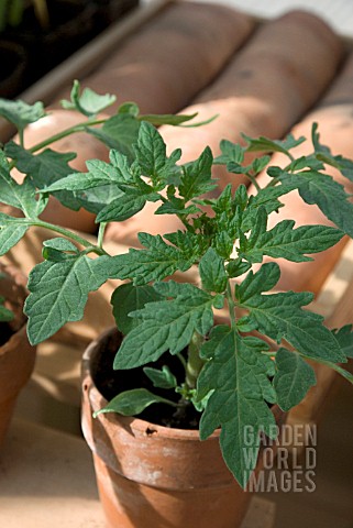 TOMATO_PLANT_GROWING_IN_GREENHOUSE