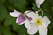 ANEMONE WILD SWAN