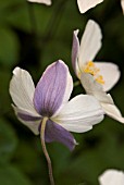 ANEMONE WILD SWAN