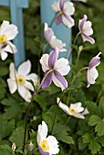 ANEMONE WILD SWAN