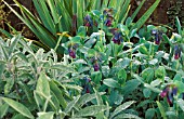 CERINTHE MAJORPURPURESCENS