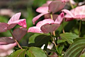 CORNUS KOUSA