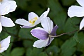 ANEMONE WILD SWAN