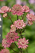 ASTRANTIA BURGUNDY MANOR