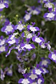 LOBELIA BLUE ICE