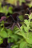 PETUNIA BLACK VELVET