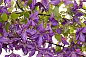 CLEMATIS TIE DYE