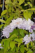 CLEMATIS CELEBRATION