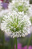 ALLIUM WHITE EMPRESS