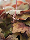 HEUCHERELLA BRASS LANTERN