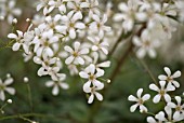 SAXIFRAGA ANNEKA HOPE