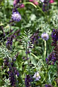 GRASS WITH SALVIA AND SCABIOUS