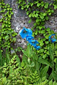 MECONOPSIS BETONICIFOLIA