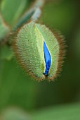 MECONOPSIS BETONICIFOLIA