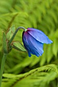 MECONOPSIS BETONICIFOLIA