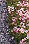 SAXIFRAGA PATH EDGING