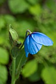 MECONOPSIS BETONICIFOLIA