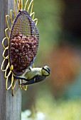 YOUNG BLUE TIT ON SUNFLOWER FEEDER