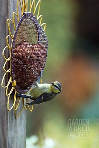 YOUNG_BLUE_TIT_ON_SUNFLOWER_FEEDER