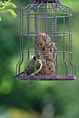 YOUNG BLUE TIT ON BIRD FEEDER