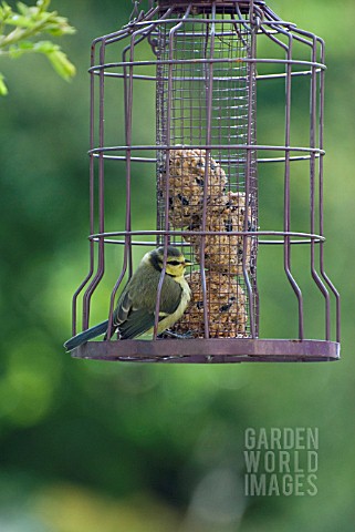 YOUNG_BLUE_TIT_ON_BIRD_FEEDER