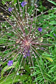 ALLIUM CRISTOPHII WITH GERANIUM