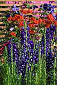 BLUE AND ORANGE PLANTING WITH DELPHINIUM AND CROCOSMIA .