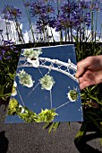 HAMPTON COURT FLOWER SHOW 2011 - CONCEPTUAL GARDEN - EXCUSE ME WHILE I KISS THE SKY.  DESIGNED BY ANOUSHKA FEILER