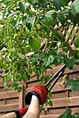 PRUNING SPRING FLOWERING PHILADELPHUS