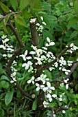 CUTTING BACK PITTISPORUM TO NEW GROWTH