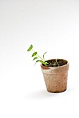 CORIANDER SEEDLINGS