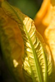 COURGETTE FLOWER