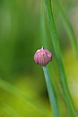 CHIVE FLOWER