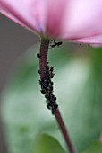 ANTS AND APHIDS
