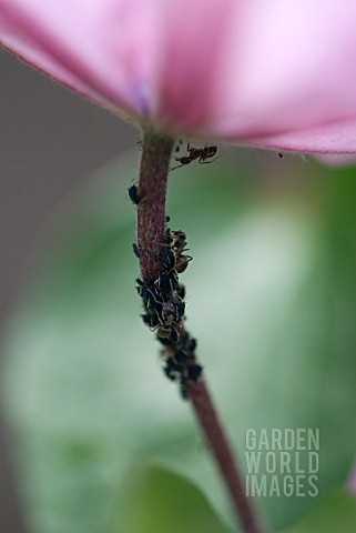 ANTS_AND_APHIDS