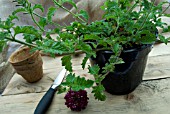 VERBENA CLARET CUTTINGS