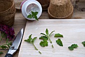 VERBENA CLARET CUTTINGS