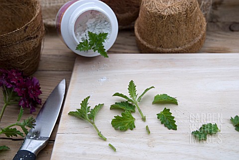 VERBENA_CLARET_CUTTINGS