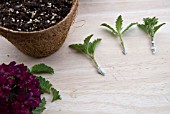 VERBENA CLARET CUTTINGS