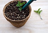 VERBENA CLARET CUTTINGS